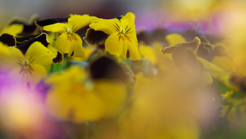 パンジー ・１９＿１