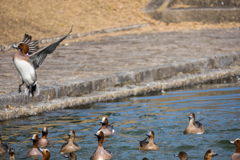 維新公園の野鳥達＿２