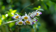 デンドロビウム　クリスタリナム