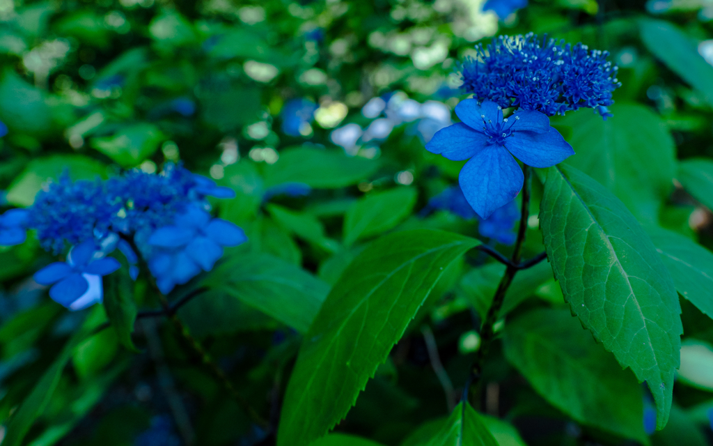 紫陽花・１＿２