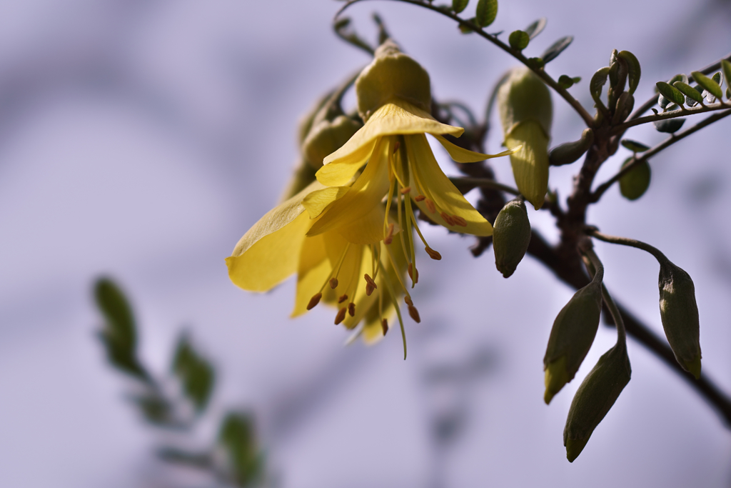 ソフォラ　サンキング