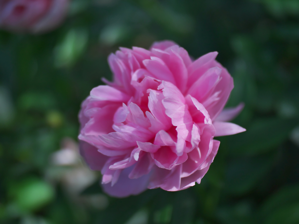 芍薬＿８