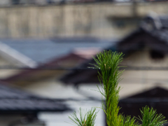 試写５(オリンパス 100-400mm F5.0-6.3 IS)