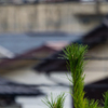 試写５(オリンパス 100-400mm F5.0-6.3 IS)