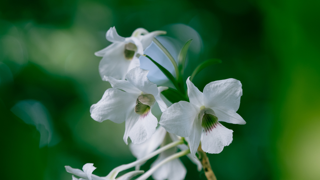 デンドロビウム　サンデラエ