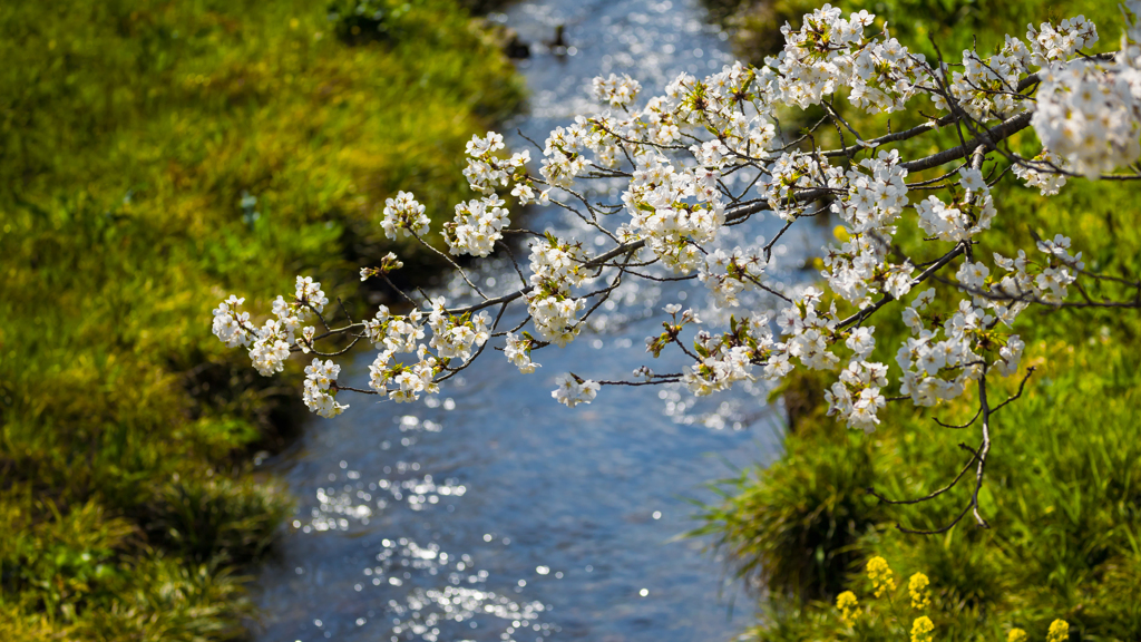 一ノ坂川の桜・１３