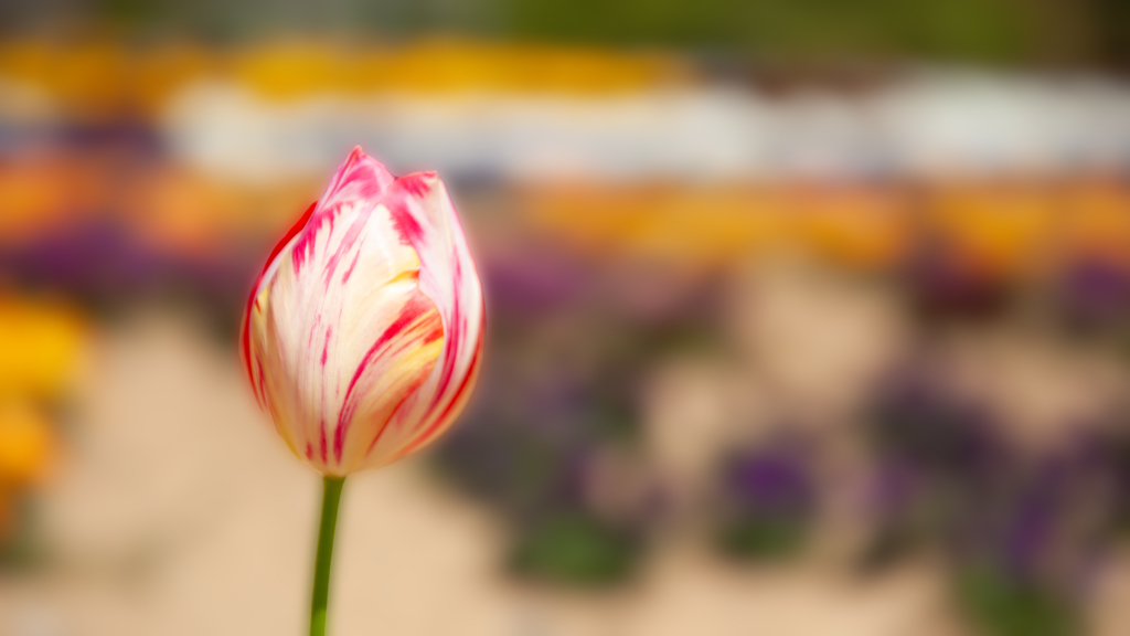 花 習作・２０