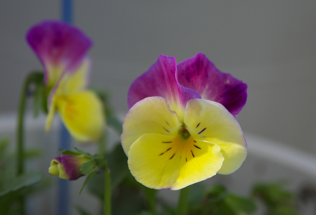 コーソンハイブリッド　Ｎｏ．４