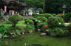 彼岸花・１４