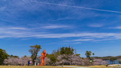 桜・ときわ公園５