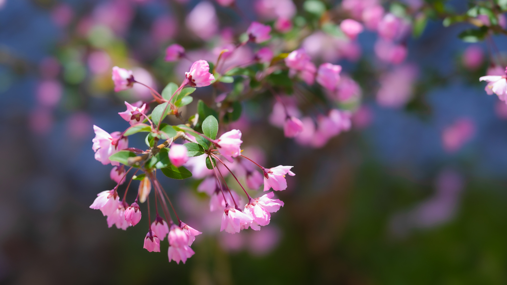 花海棠・４