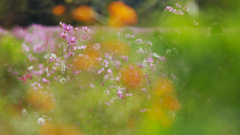 秋　桜・１＿５１
