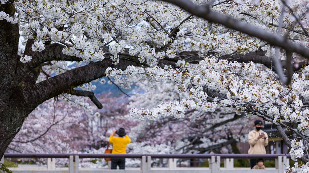 一ノ坂川の桜・５