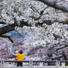 一ノ坂川の桜・５