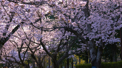 桜・維新公園１３