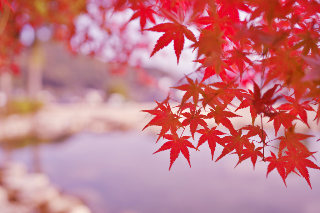 秋の彩り＿１０