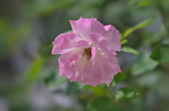 秋薔薇・３０＿３