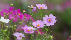 秋桜・５