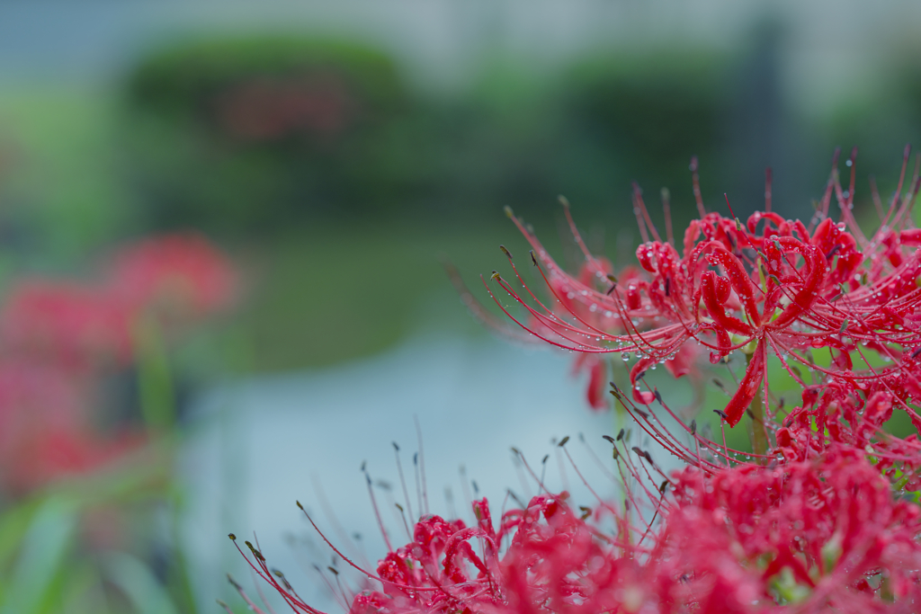 彼岸花１＿２１