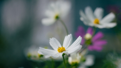 秋桜・３＿２