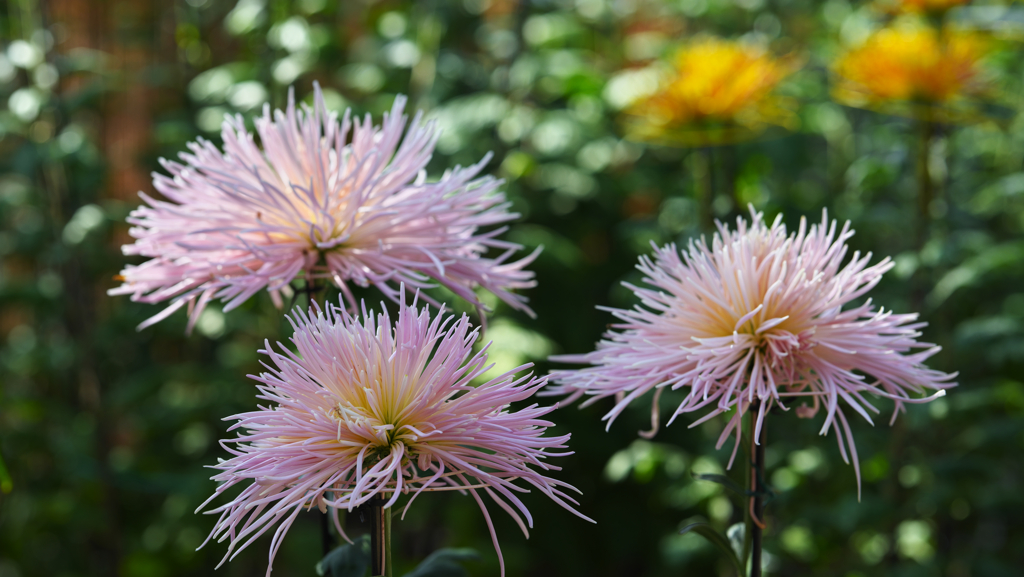 菊　花・１＿１５