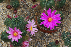 サボテンの花・３１＿１４