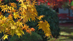 紅葉探索・２０