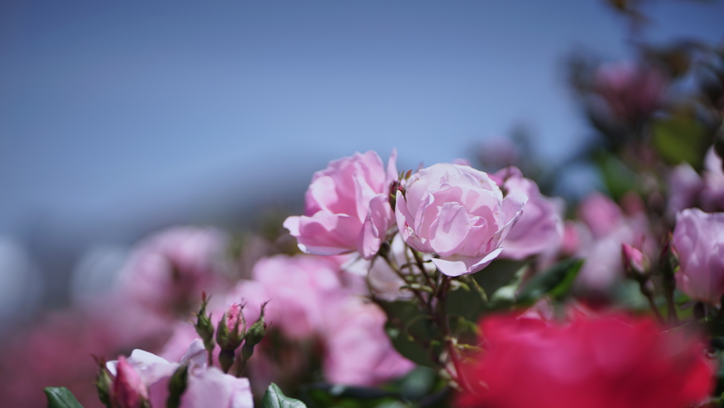 春バラ・３０＿１