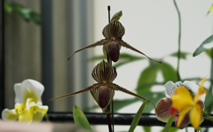 ロスチャイルディアナム