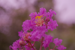 盛夏の花・１６