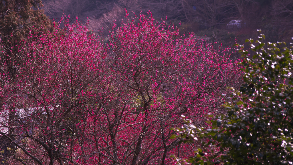萩往還梅林園＿２
