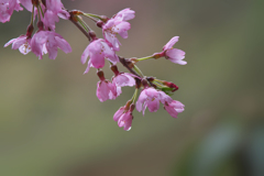 しだれ桜・１２