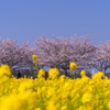 ときわ公園の桜＿１１