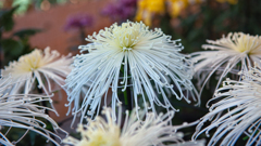 菊　花＿８