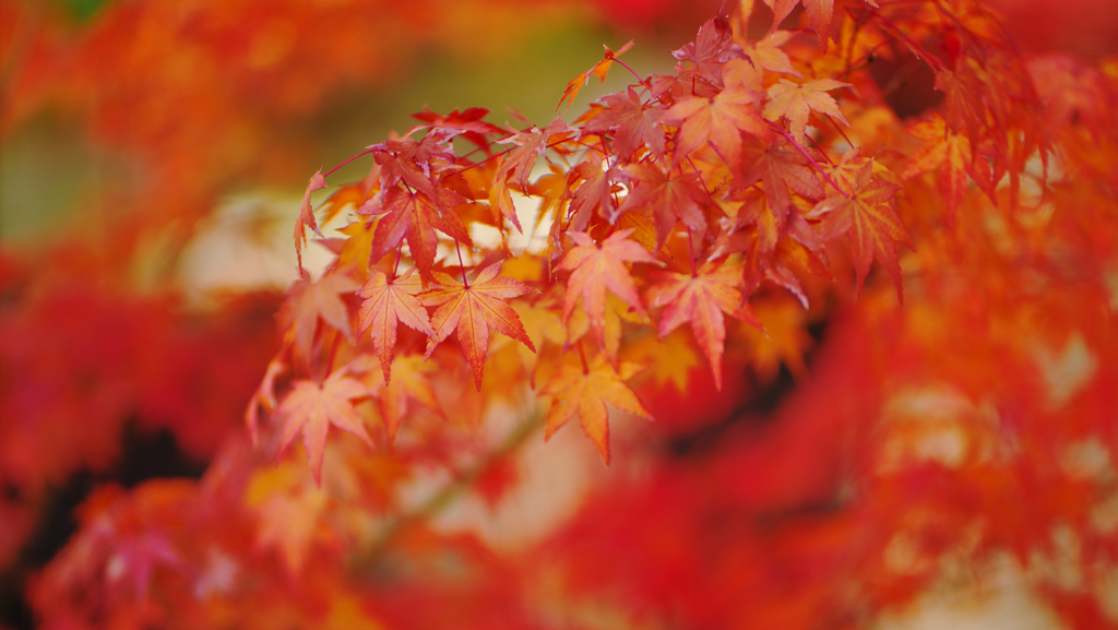 紅葉探索・２５