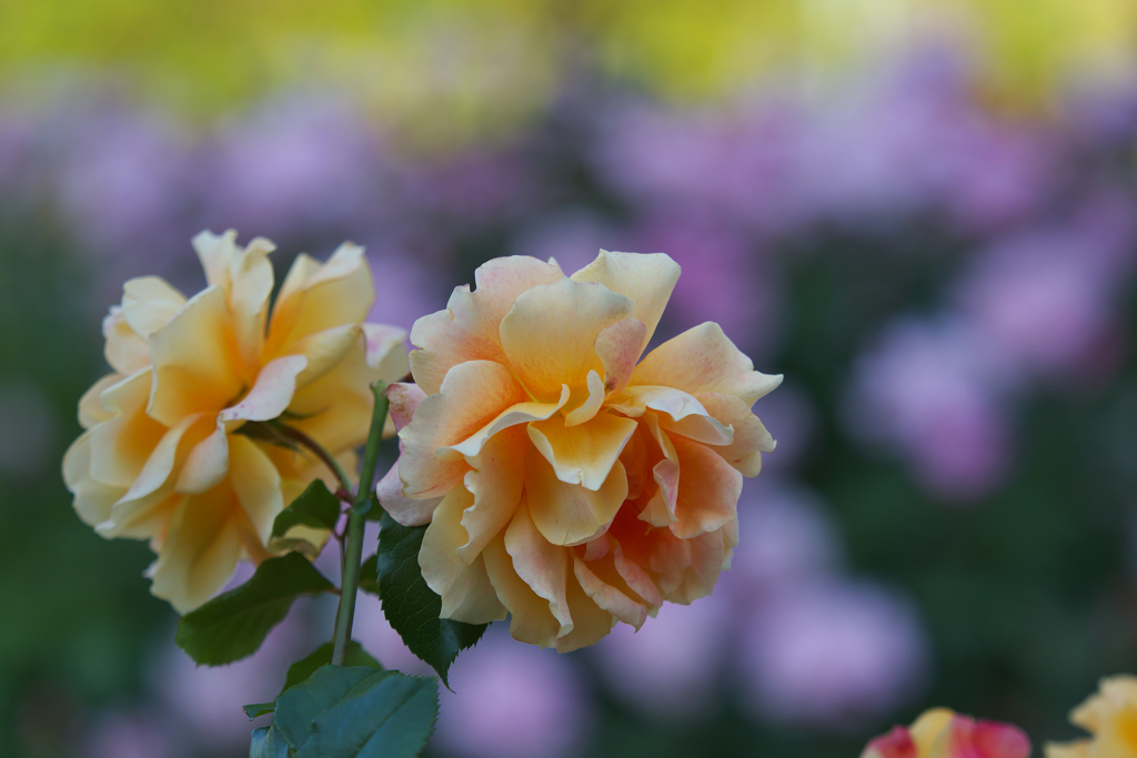 秋薔薇・４