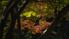 秋模様・重源の郷＿６