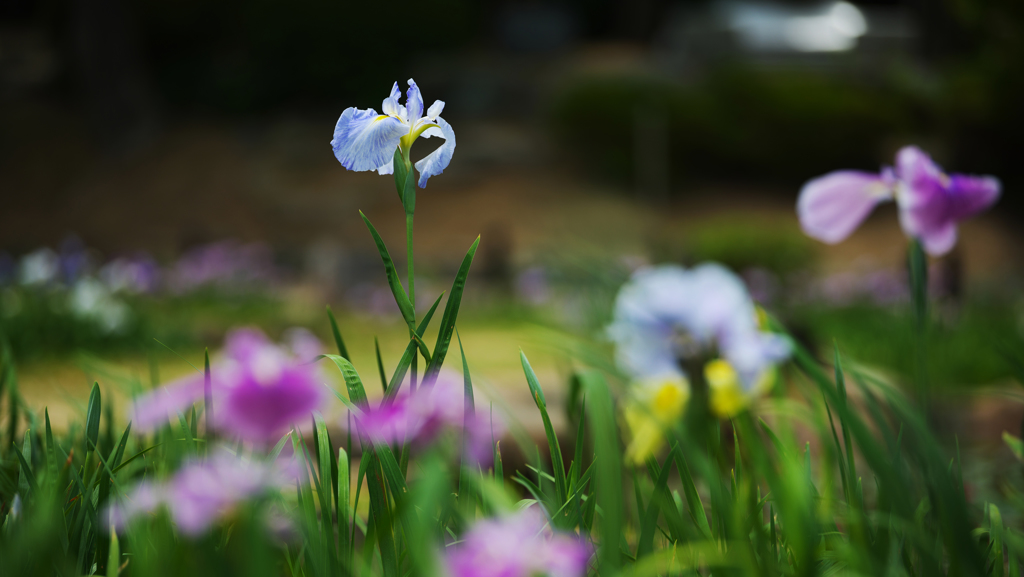 花菖蒲・４＿１