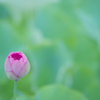 大賀蓮・８＿１