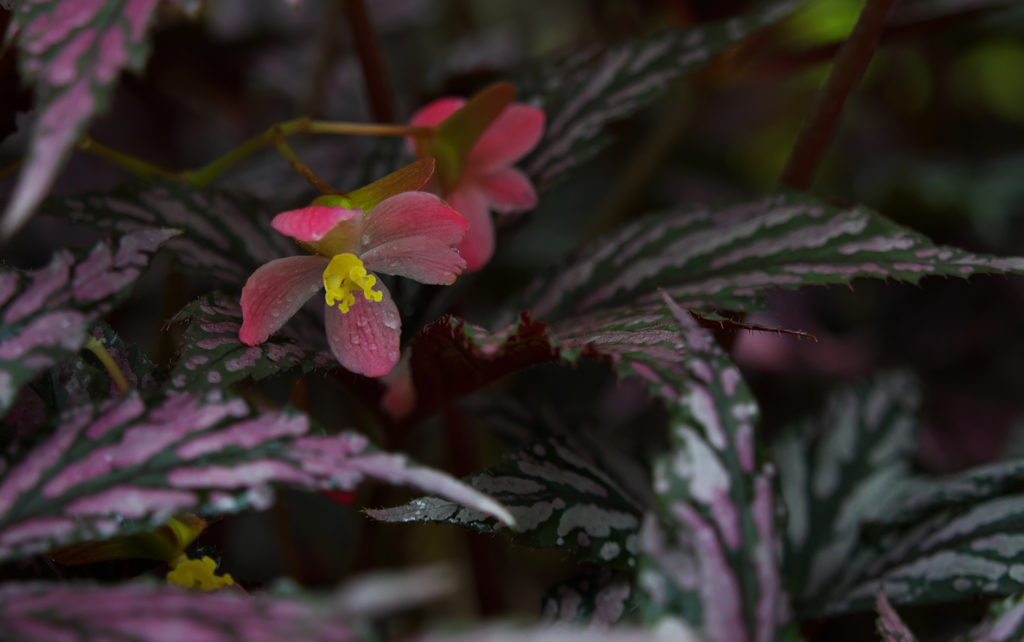 レックスベゴニア　ベニトチバ