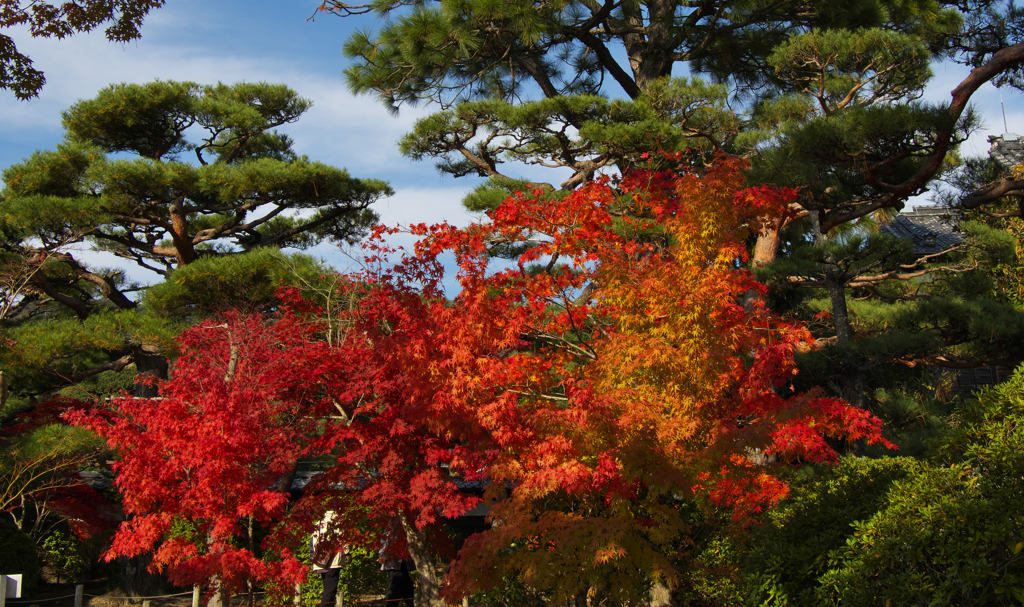 紅葉探索・２２