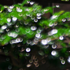 リンクボケ・風景９