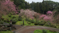 しだれ桜・１０