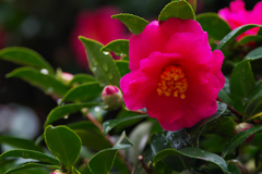 山茶花＿３０＿１４