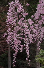 しだれ桜・１９＿２