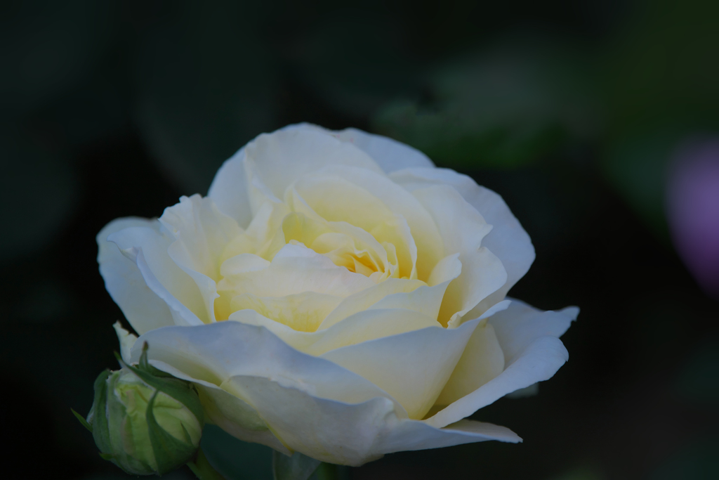 春バラ・３０＿４１