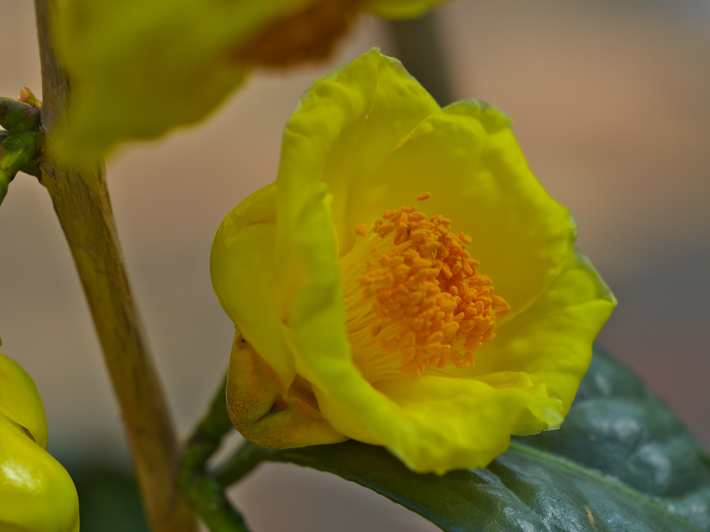 金茶花２
