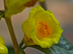 金茶花２