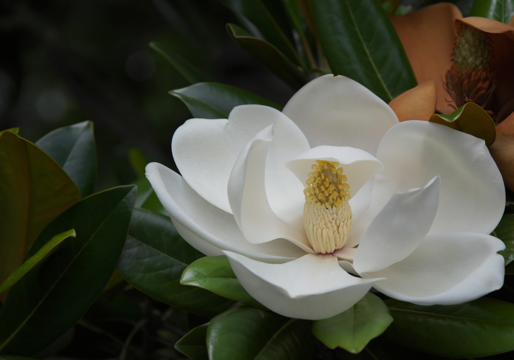 水無月の花＿６ タイサンボク