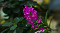 Vandachostlys Pine Rivers